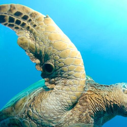 Two Site Snorkeling Adventure featuring the Molokini Crater 2026