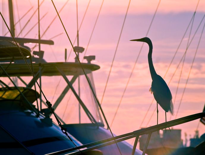 Key West Private Inshore Light Tackle Fishing Charter (10+ passengers) Image 4