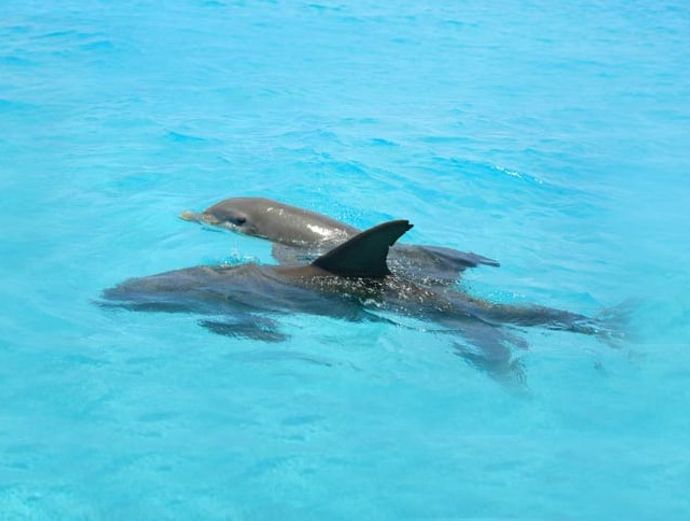 Key West Dolphin Watch & Snorkel Image 2