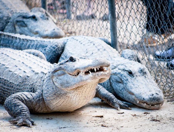 Miami Everglades Airboat Adventure with Transport Image 4