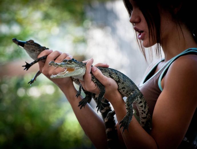 Miami Everglades Airboat Adventure with Transport Image 3