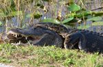 Miami Everglades Airboat Adventure with Transport Image 2