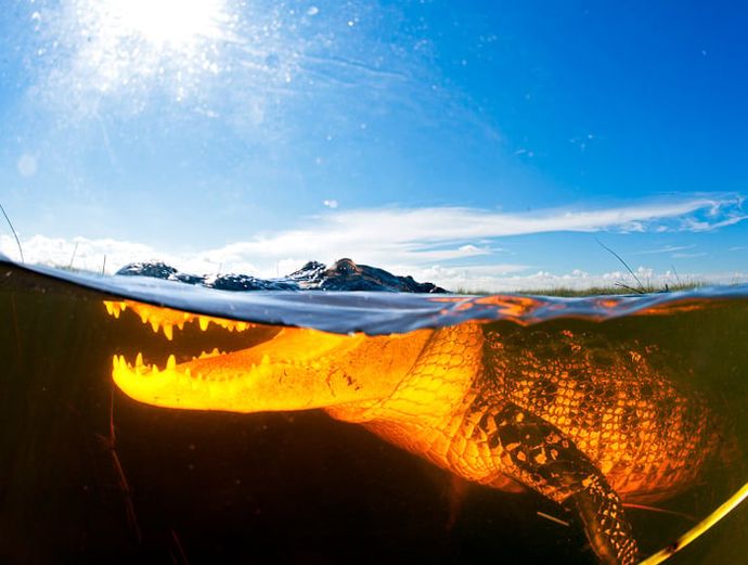 Miami Everglades Airboat Tour Image 2