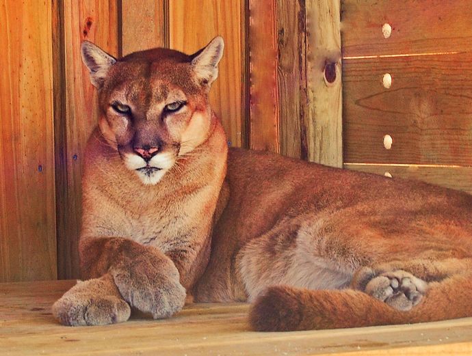 Miami Everglades Airboat Tour Image 5