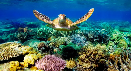 Miami to Key West Day Trip & Glass Bottom Boat Cruise Combo