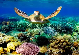 Miami to Key West Day Trip & Glass Bottom Boat Cruise Combo