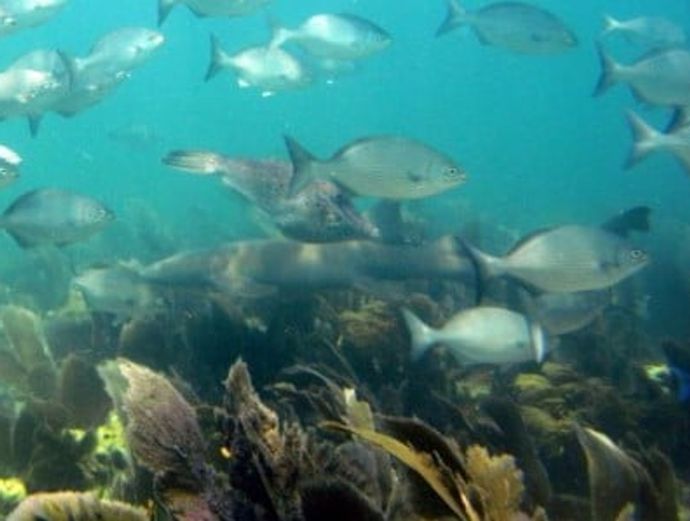 Key West PADI Open Water Certification Image 3