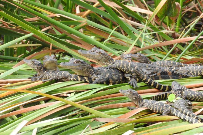 Western Everglades Adventure Tour