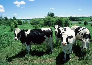 Cow Heaven: An Agricultural Self-Guided Driving Tour
