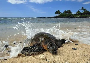 Kona Shore Excursion: Sea Turtles, Historic Kona & Coffee