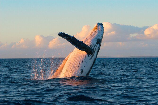 Waikiki Deluxe Catamaran Whale Watch