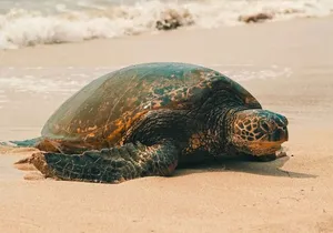 Small Group North Shore Circle Island Tour Oahu