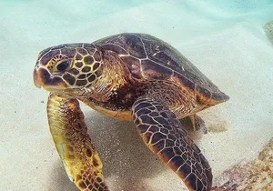 Full day Oahu´s North Shore Circle Island & Snorkeling w/ Turtles