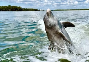 Dolphin and Shelling Cruise for up to 12 people