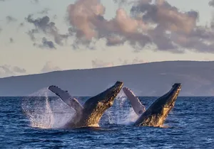 Whale Watching from Ma'alaea Harbor