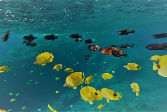 Maui Snorkel Adventure: Molokini Crater and Turtle Cove