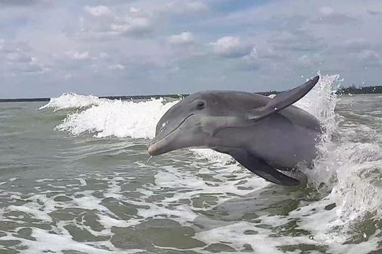 Small Group Motorboat Eco Tour of the Everglades