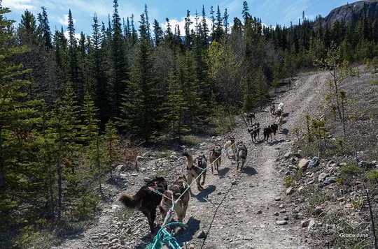 Dog Camp Adventure and Pan for Gold