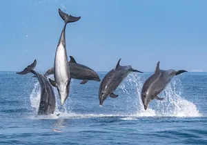Whale-Watching Cruise from Newport Beach