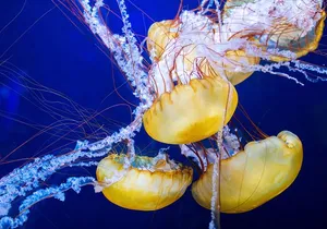 Aquarium of the Bay General Admission Ticket