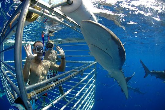 Shark Cage Diving on Oahu’s North Shore