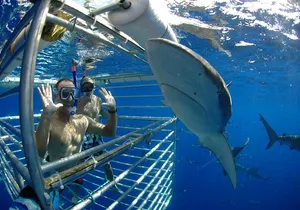 Shark Cage Diving on Oahu’s North Shore