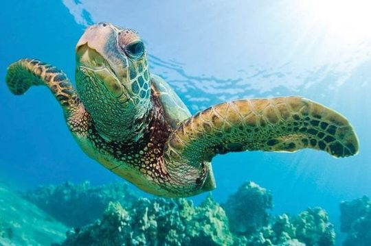 Waikoloa Catamaran Snorkel Sail Including Lunch