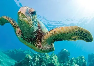 Waikoloa Catamaran Snorkel Sail Including Lunch