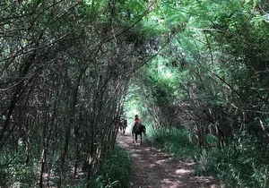 West Maui Mountain Waterfall and Ocean Tour via Horseback