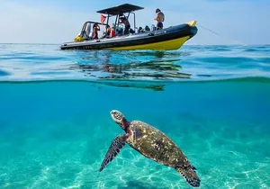 Turtle Canyon Snorkel Adventure - Small Group 6 Passengers