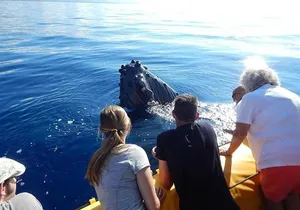 2.5 Hour Whale Escape Tour