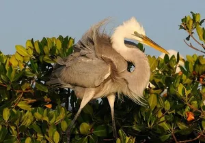 Everglades Small Group Guided Boating & Walking Tour Expedition