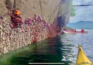 Orca Cove Sea Kayaking