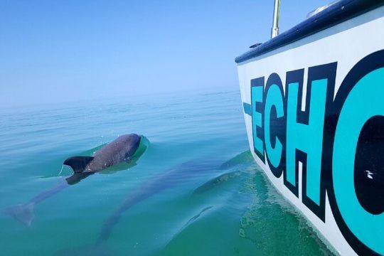 Wild Dolphin Sail & Shallow-water Snorkel