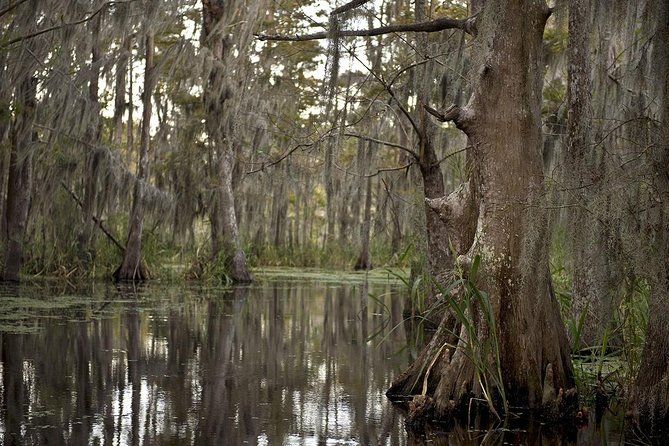 New Orleans Swamp Tour Boat Adventure (No Transport)