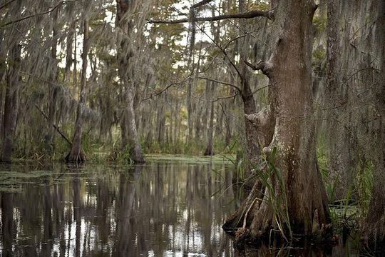 New Orleans Swamp Tour Boat Adventure