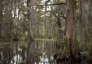 New Orleans Large Airboat Swamp Tour