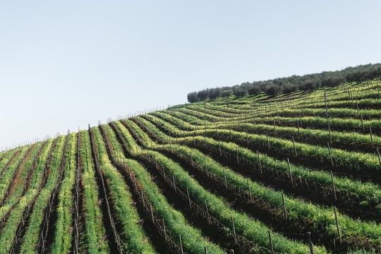 Napa Valley and Sonoma Wine Tour