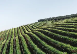 Napa Valley and Sonoma Wine Tour