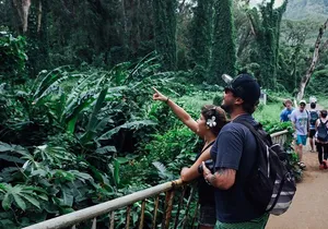 Manoa Waterfall Hike with Waikiki Pickup & Healthy Lunch