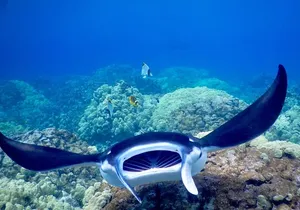 Sunset and Manta Ray Snorkel Adventure