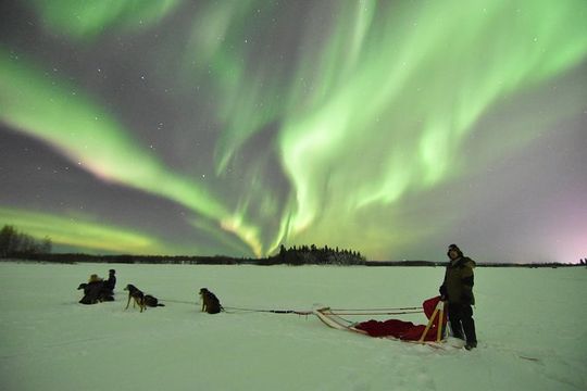 Dog Sledding and Mushing Experience in North Pole
