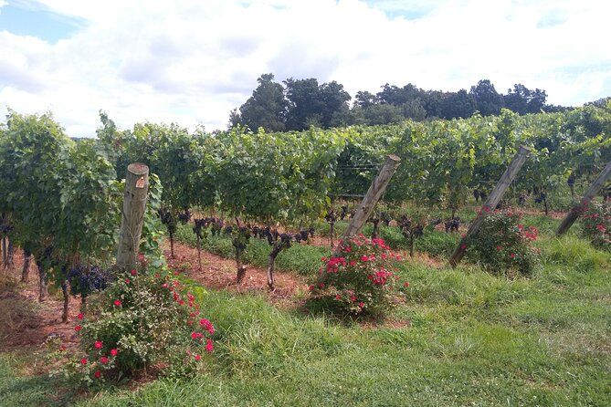 Private Wine Tours Transportation, staring from 3 people & more