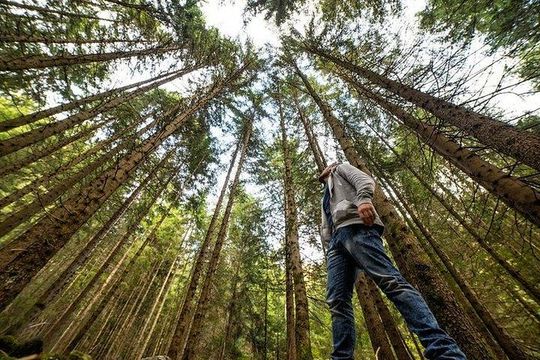 San Francisco Excursion: Guided Tour to Muir Woods and Sausalito