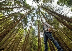 San Francisco Excursion: Guided Tour to Muir Woods and Sausalito