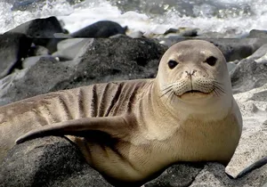 Off-Road Adventure Tour on Oahu's North Shore
