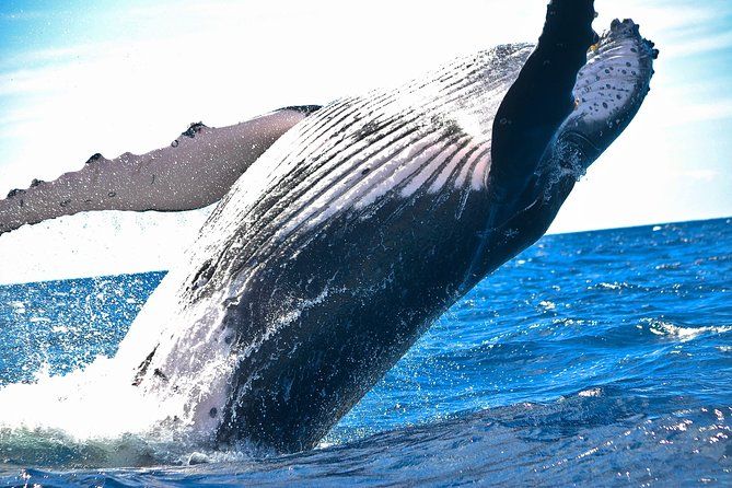 West Oahu Deluxe Whale Watching Sail