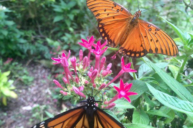 The Maui Butterfly Farm Tour