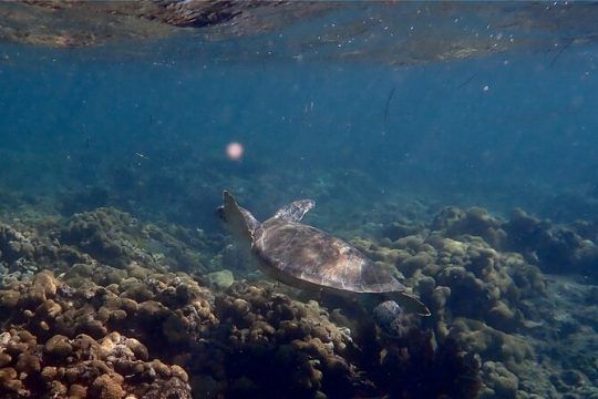 Looe Key Snorkel