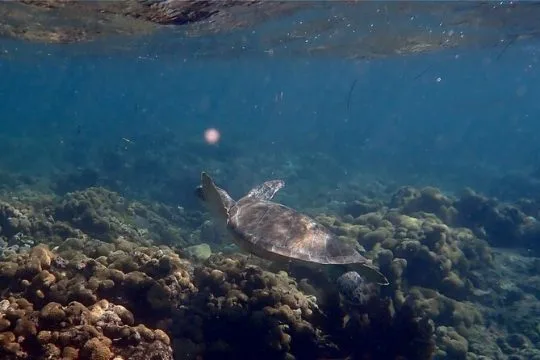 Looe Key Snorkel